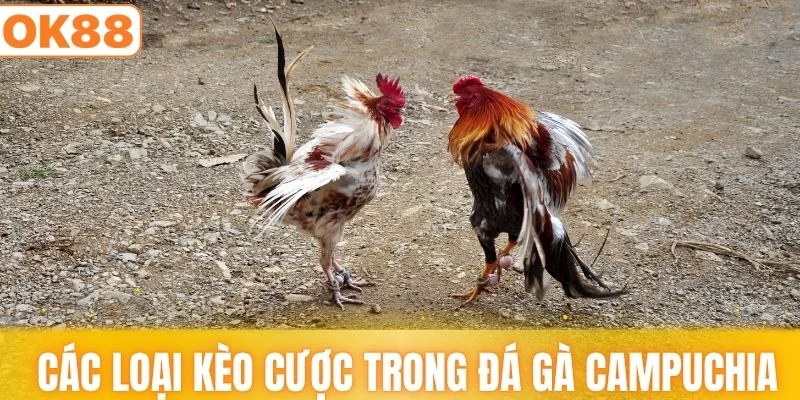 Các loại kèo cược được ưa chuộng trong đá gà campuchia
