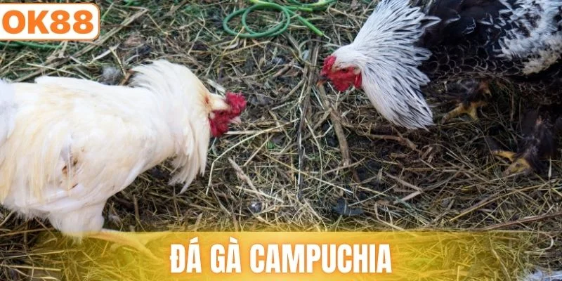 đá gà campuchia