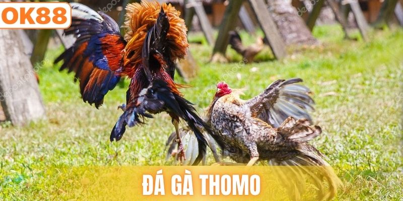 đá gà thomo