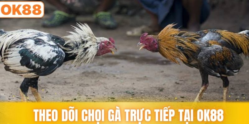 Hướng dẫn theo dõi chọi gà trực tiếp tại OK88