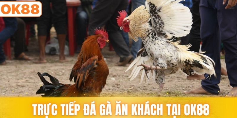 Loại hình trực tiếp đá gà ăn khách tại OK88