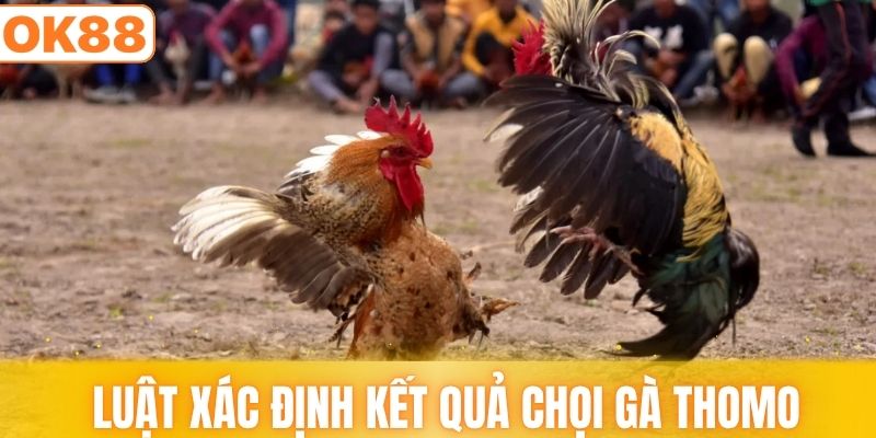 Luật chơi và cách xác định kết quả chọi gà Thomo