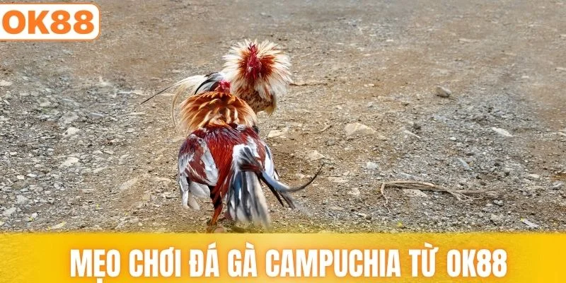 Mẹo chơi đá gà campuchia từ chuyên gia OK88